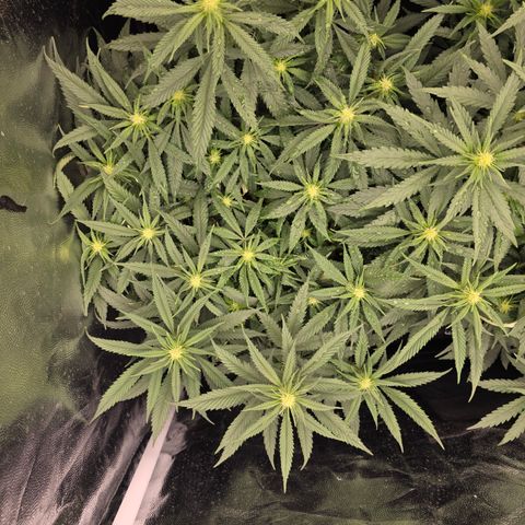 King's Kush FEM  growlog photo: Flora 15