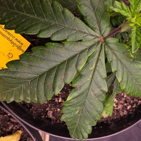 Ztrawberry FEM 1 growlog photo: Pós-transplante