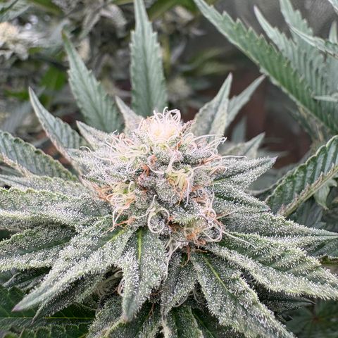 Cherry Pavlova FEM growlog photo: Flora 35