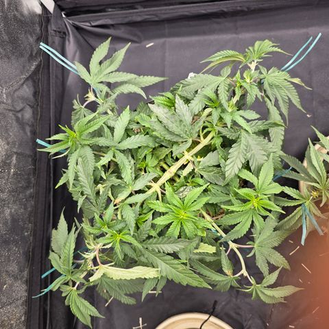 Ztrawberry FEM 1 growlog photo: Após podas tops.