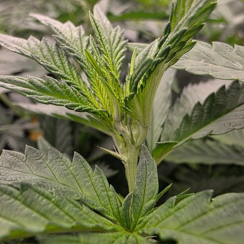 Cherry Pavlova FEM growlog photo: Floração 5
