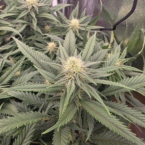 King's Kush FEM  growlog photo: Pós-transplante vaso de 20L
24 dias de Flora.