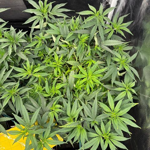 King's Kush FEM  growlog photo: Veg 66