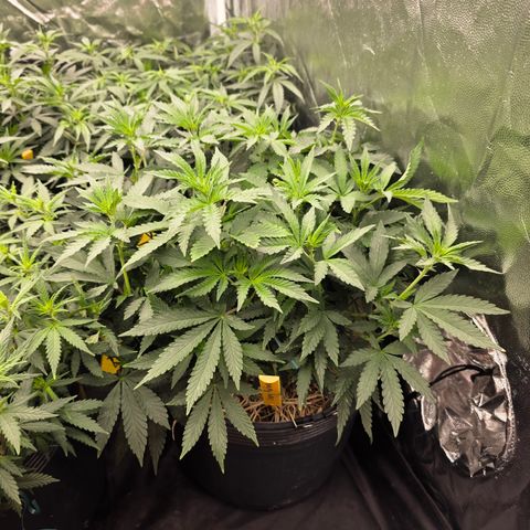 Cherry Pavlova FEM growlog photo: Floração 5