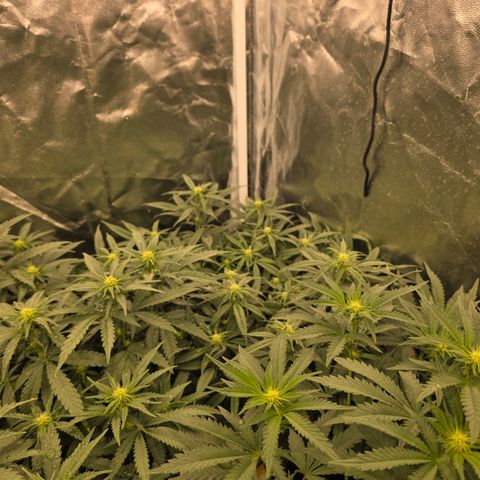 King's Kush FEM  growlog photo: Flora 15