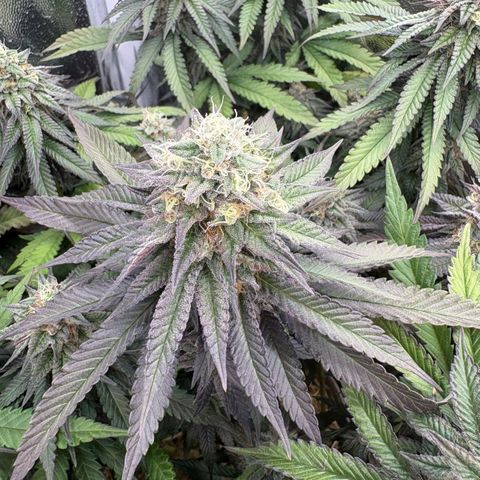 Ztrawberry FEM 1 growlog timeline photo