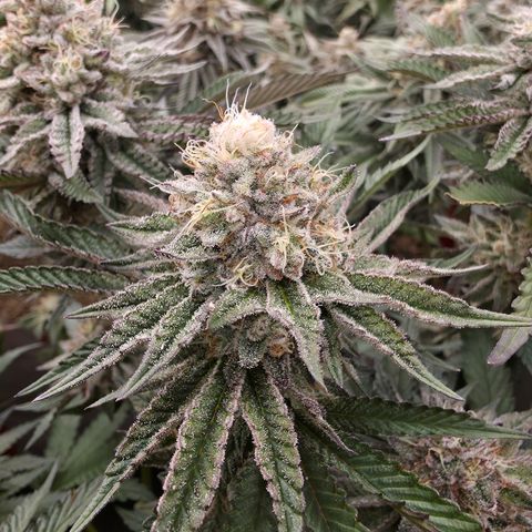 Cherry Pavlova FEM growlog timeline photo