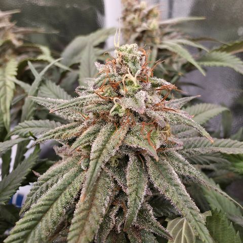 King's Kush FEM  growlog timeline photo