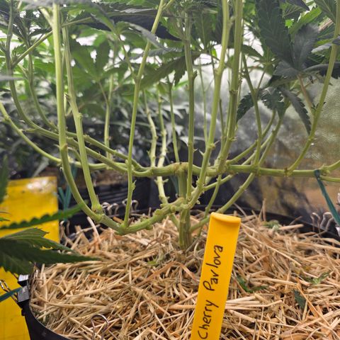 Cherry Pavlova FEM growlog photo: Flora 15