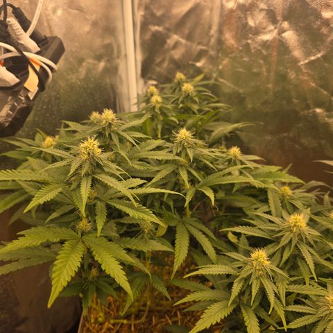 Ztrawberry FEM 1 growlog photo: Pós-transplante vaso de 20L
24 dias de Flora.