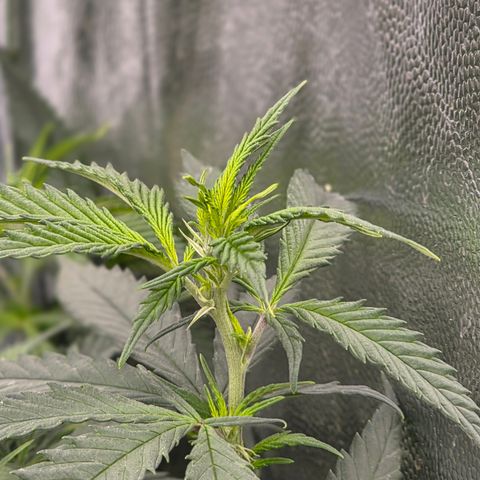 King's Kush FEM  growlog photo: Floração 5