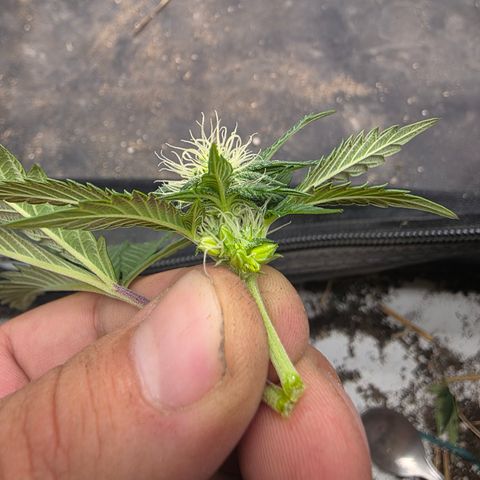 Cherry Pavlova FEM growlog photo: 24 dias de Flora. Hermou. Tirei varias bananinhas 