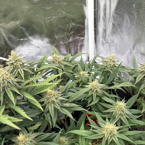 King's Kush FEM  growlog photo: Flora 35