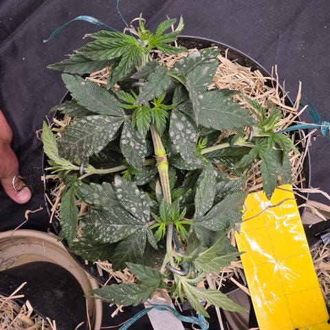 Ztrawberry FEM 1 growlog photo: Vega 37