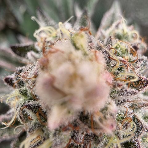 Cherry Pavlova FEM growlog photo: Flora 60