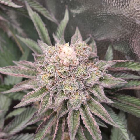 Cherry Pavlova FEM growlog photo: Flora 60