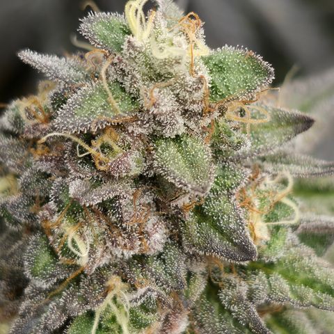 Ztrawberry FEM 1 growlog photo: Flora 60