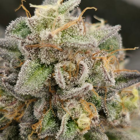 Ztrawberry FEM 1 growlog photo: Flora 60