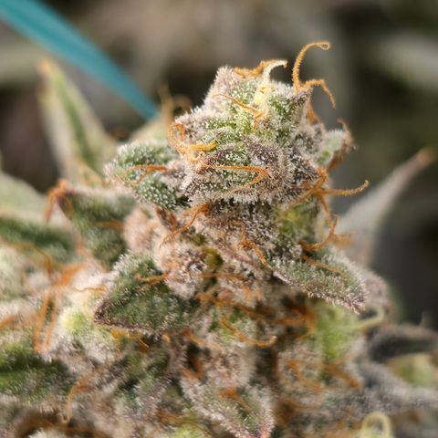 King's Kush FEM  growlog photo: Flora 60