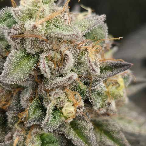 Ztrawberry FEM 1 growlog photo: Flora 60