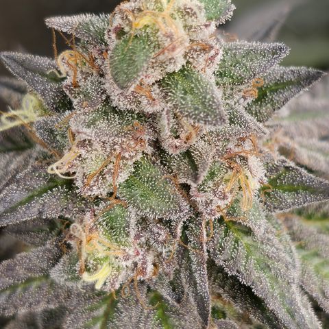 Ztrawberry FEM 1 growlog photo: Flora 60