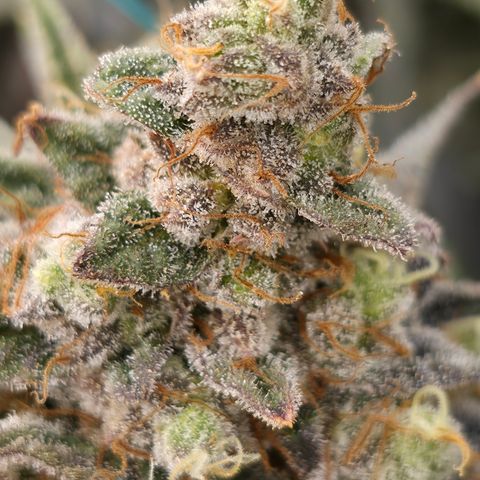 King's Kush FEM  growlog photo: Flora 60