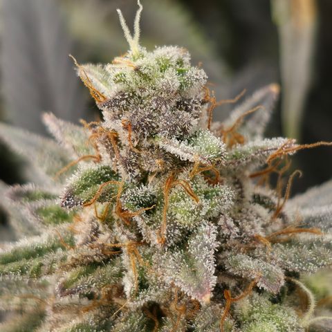 King's Kush FEM  growlog photo: Flora 60