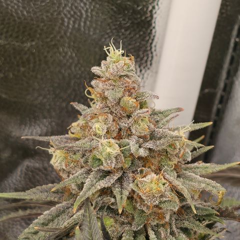 King's Kush FEM  growlog photo: Flora 60