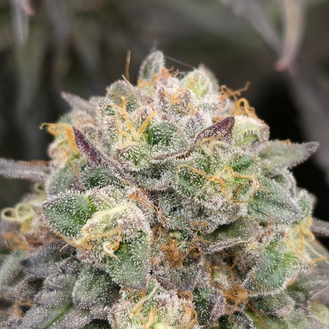 Ztrawberry FEM 1 growlog photo: Flora 60