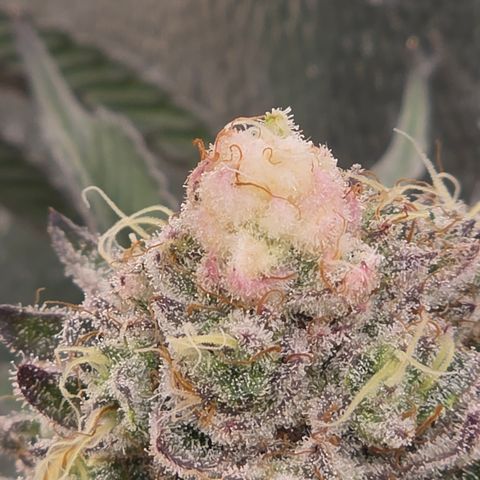 Cherry Pavlova FEM growlog photo: Flora 60
