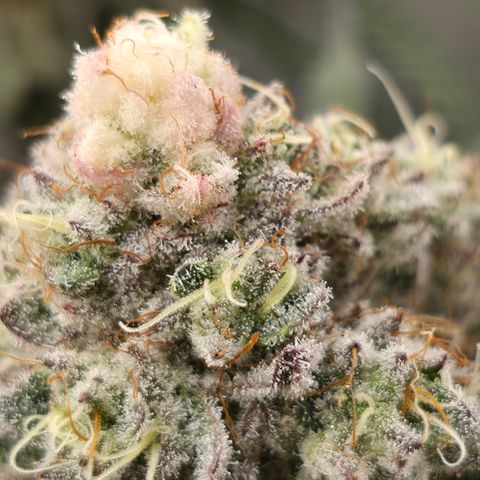 Cherry Pavlova FEM growlog photo: Flora 60