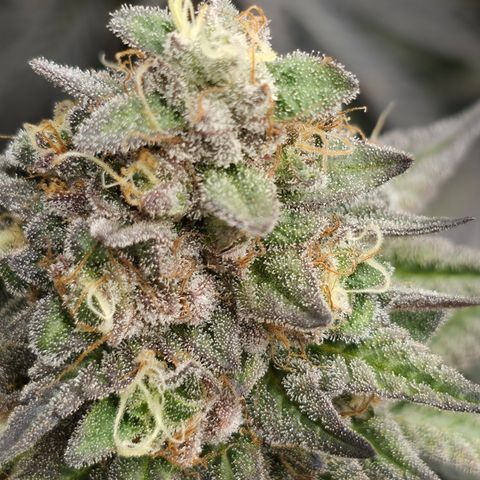 Ztrawberry FEM 1 growlog photo: Flora 60