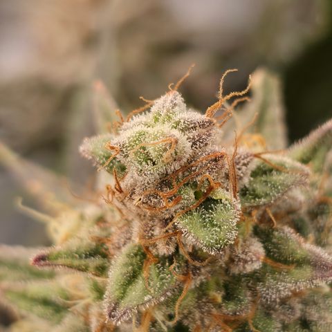 King's Kush FEM  growlog photo: Flora 60