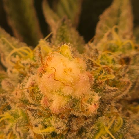 Cherry Pavlova FEM growlog photo: Flora 60