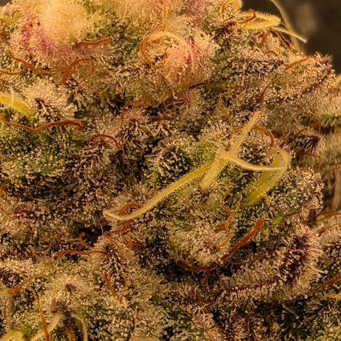 Cherry Pavlova FEM growlog photo: Flora 60