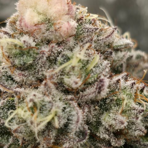 Cherry Pavlova FEM growlog photo: Flora 60