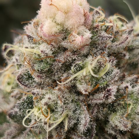 Cherry Pavlova FEM growlog photo: Flora 60