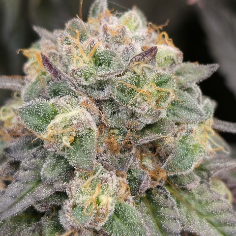 Ztrawberry FEM 1 growlog photo: Flora 60