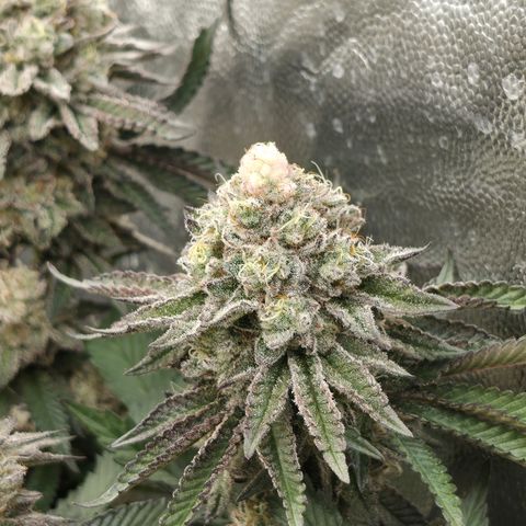 Cherry Pavlova FEM growlog photo: Flora 60