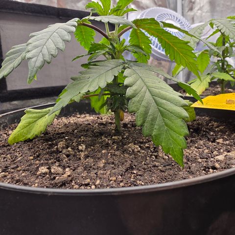 Ztrawberry FEM 1 growlog photo: Pós-transplante