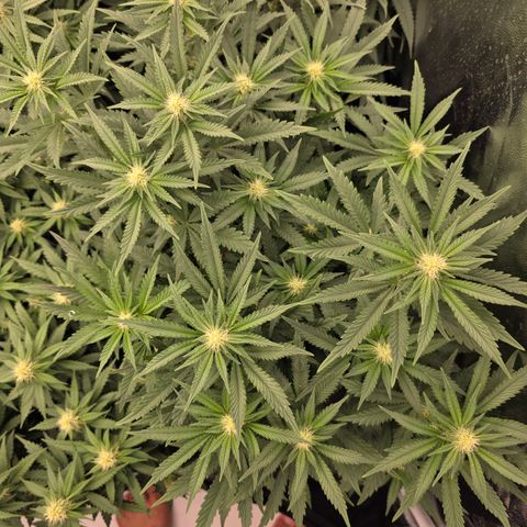 Cherry Pavlova FEM growlog photo: Flora 20