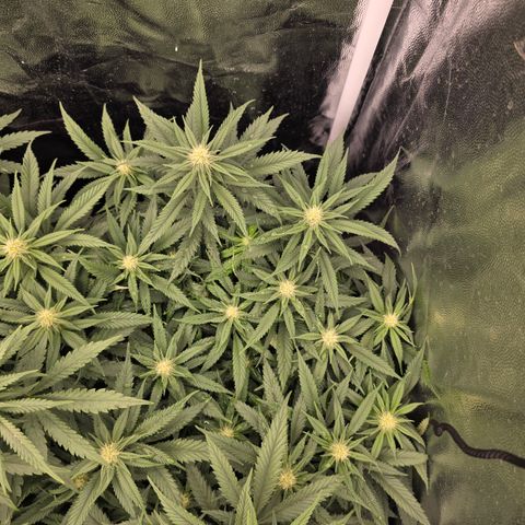 King's Kush FEM  growlog photo: Flora 20