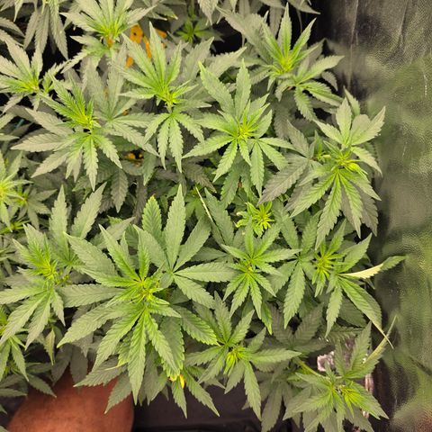 Cherry Pavlova FEM growlog photo: Floração 5