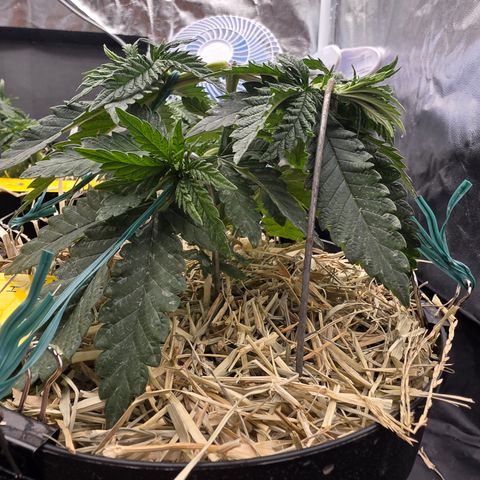 Cherry Pavlova FEM growlog photo: Vega 33