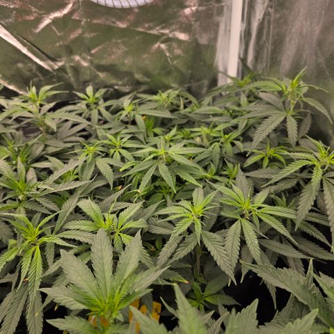 King's Kush FEM  growlog photo: Floração 5