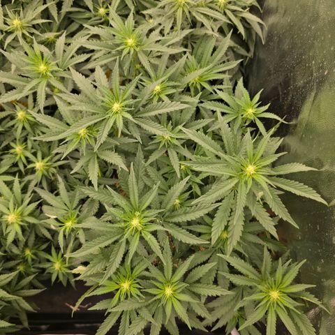 Cherry Pavlova FEM growlog timeline photo