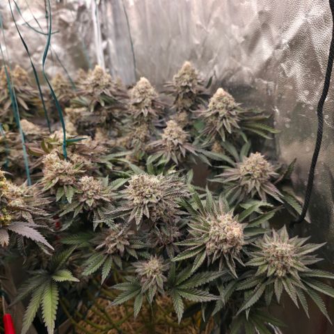 Cherry Pavlova FEM growlog timeline photo