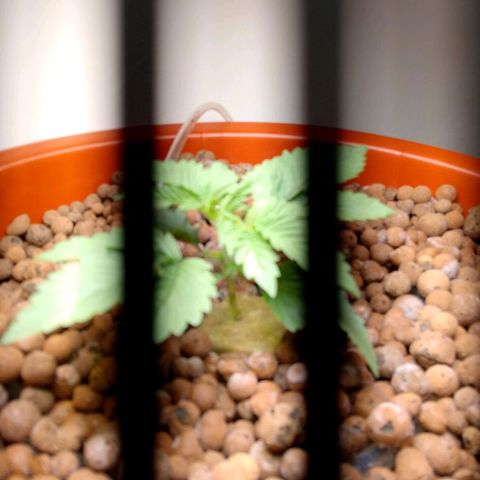 Lemon Haze growlog timeline photo