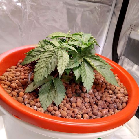 Lemon Haze growlog timeline photo