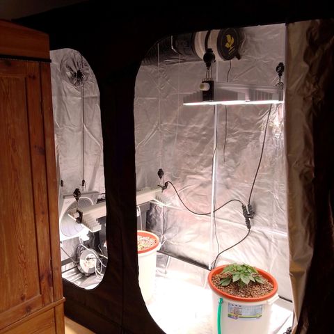 Lemon Haze growlog timeline photo